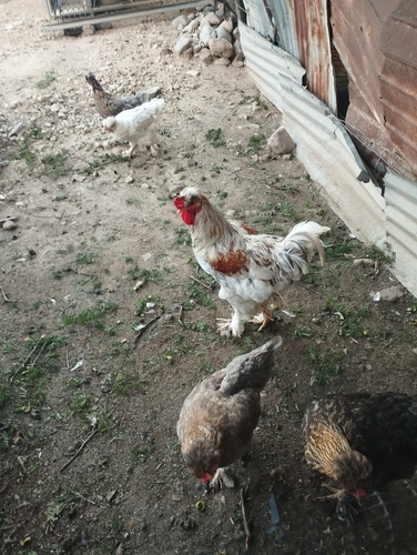 Domestic Chicken