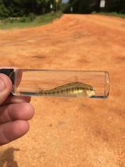 Percina nigrofasciata