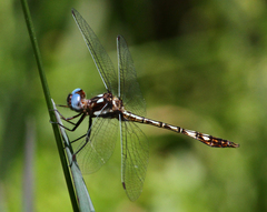 Macrothemis imitans