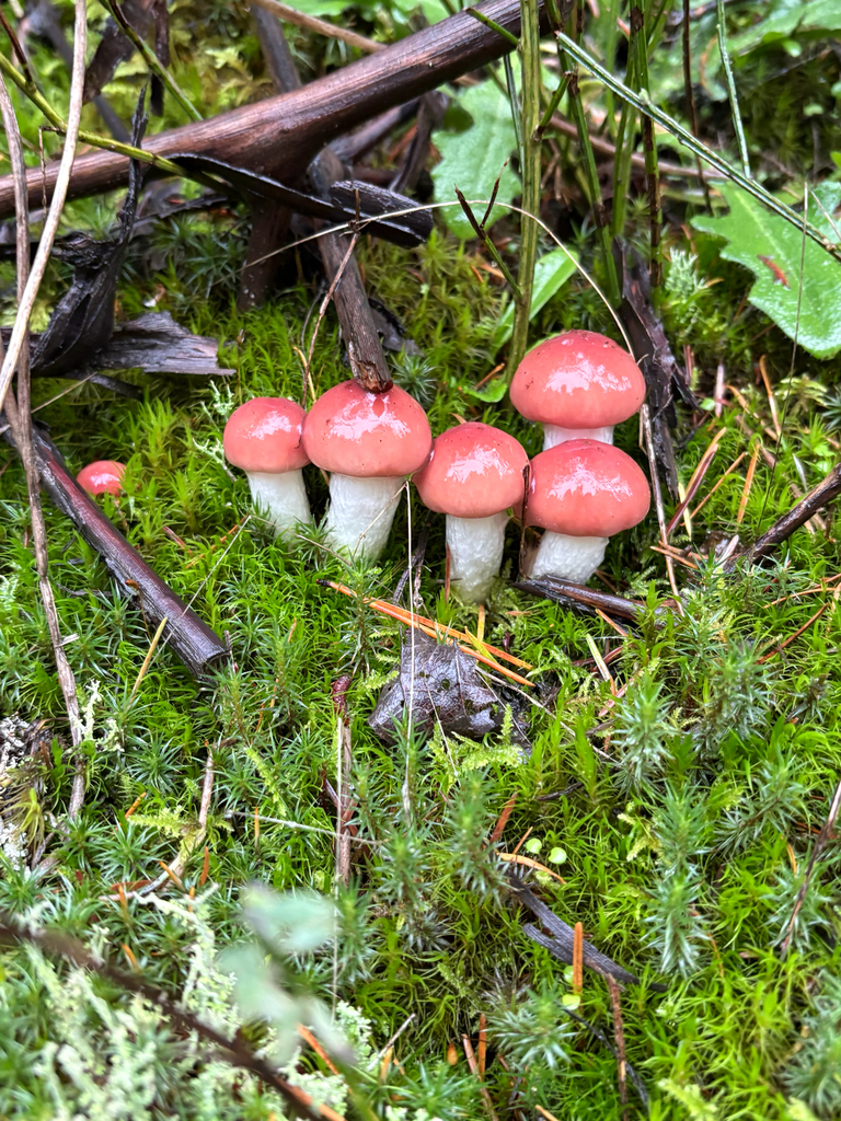 Gomphidius subroseus · November 2025 · photo: © eschov39 (iNaturalist, cc0)