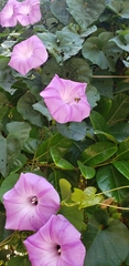 Ipomoea crinicalyx