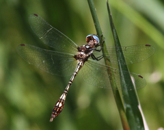 Macrothemis imitans