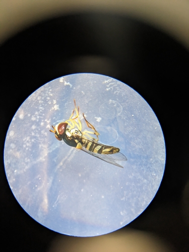 Unknown species found near Tybee Island, GA, USA