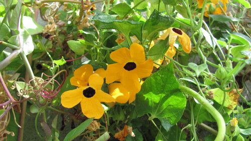 Black eyed susan vine
