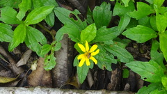 Sphagneticola trilobata image