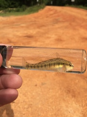 Percina nigrofasciata