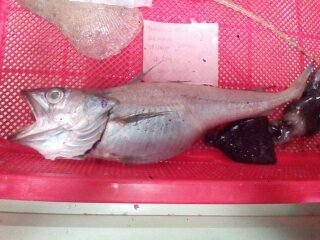 Offshore Hake