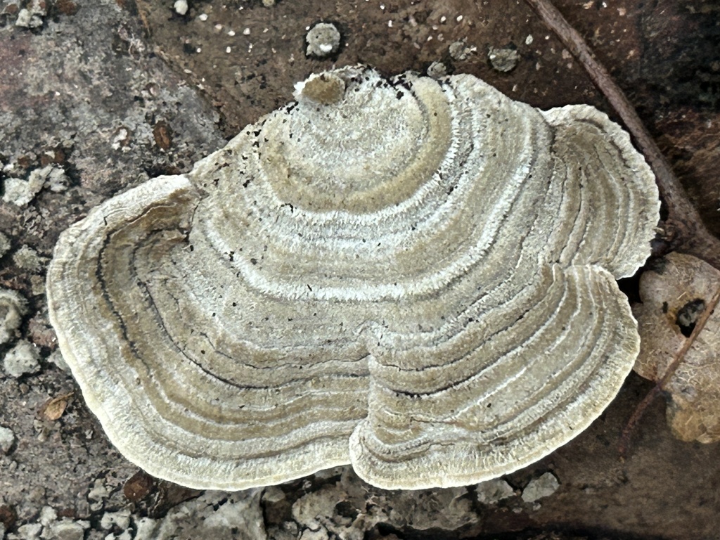 Trametes hirsuta · November 2025 · photo: © martin_livezey (iNaturalist, cc-by)