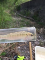 Percina nigrofasciata