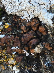 Placidium squamulosum