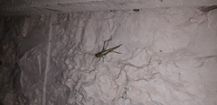 Conocephalus longipes