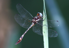Macrothemis imitans