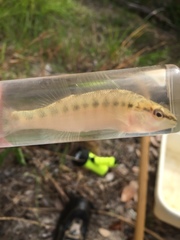 Percina nigrofasciata