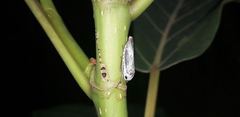 Tretogonia