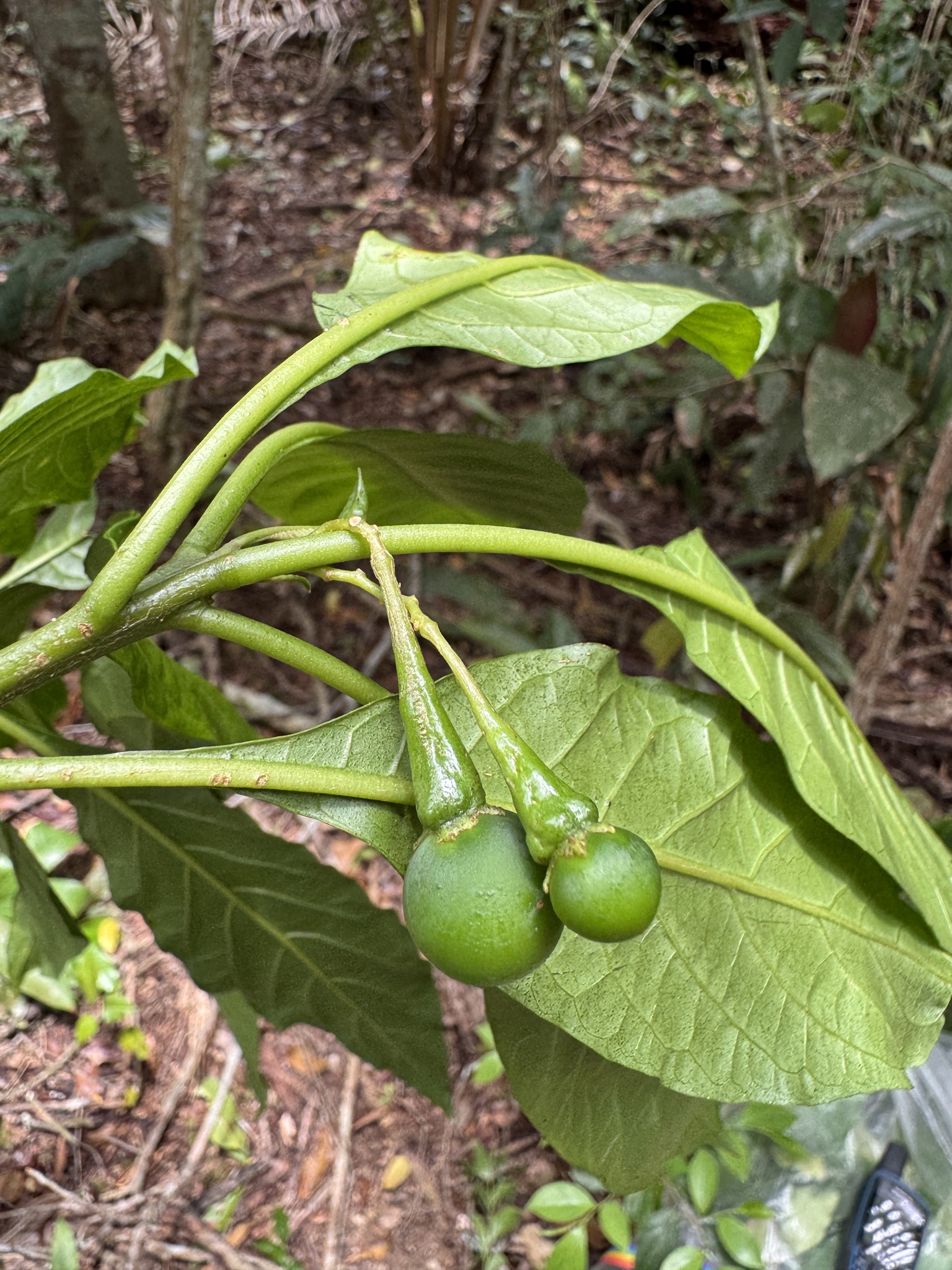 Solanum evonymoides
