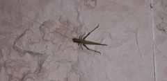 Conocephalus longipes