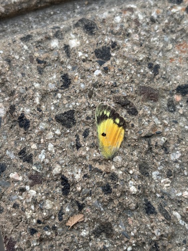 iNaturalist observation photo of Orange Sulphur