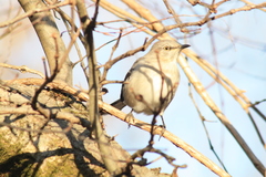 Mimus polyglottos