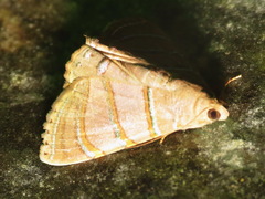 Eulepidotis caeruleilinea