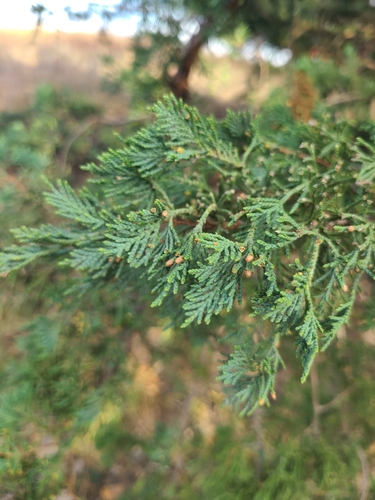 eastern redcedar