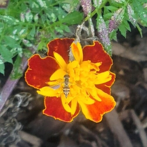 Unknown species found near Wake County, NC, USA