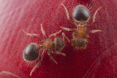 Meranoplus bicolor