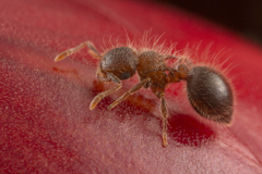 Meranoplus bicolor
