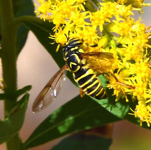 Unknown species found near Montgomery County, MD, USA
