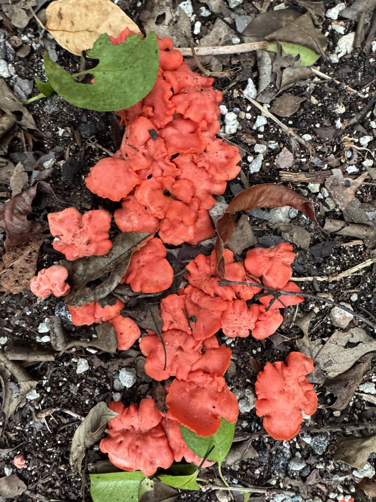 Cantharellus coccolobae