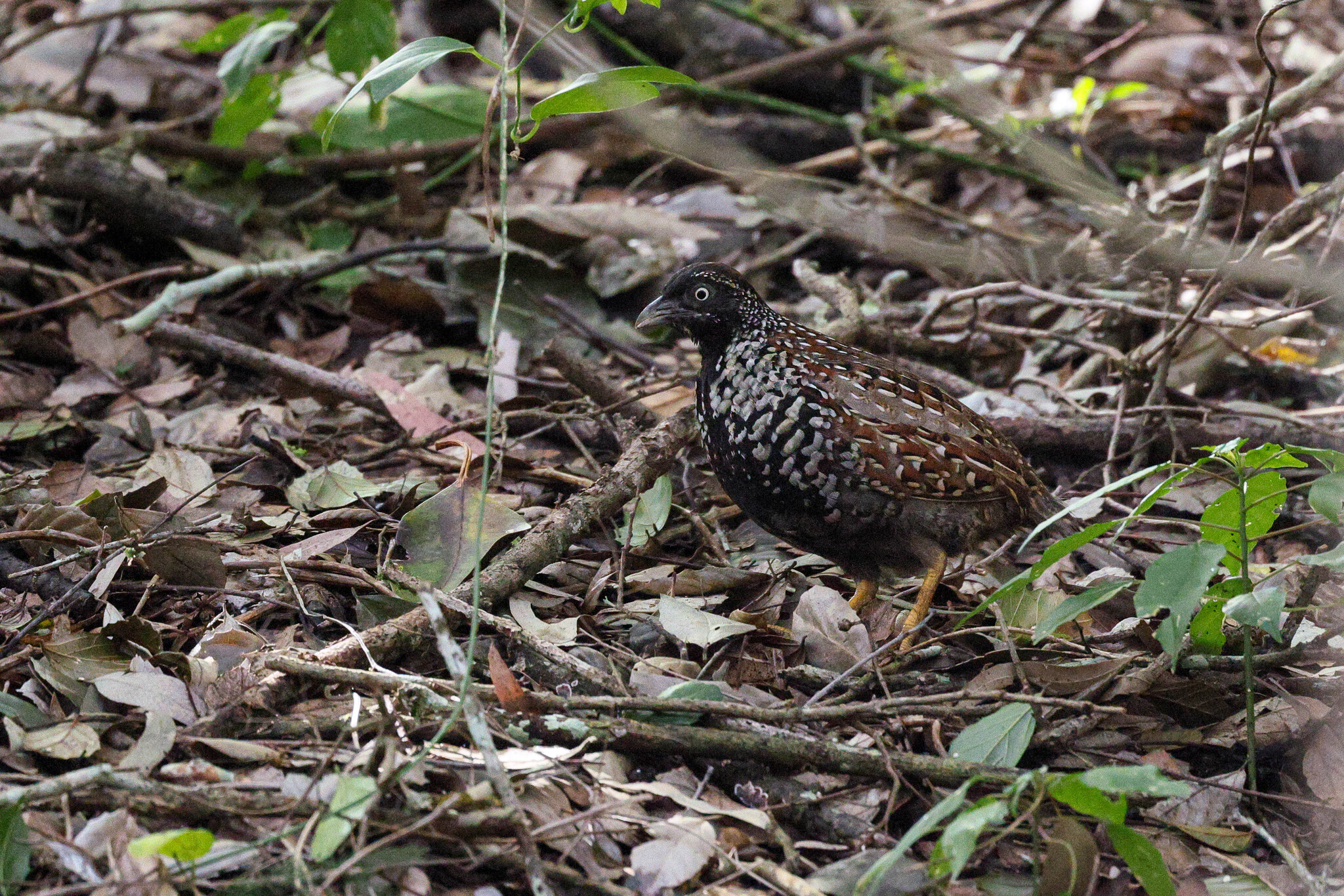 Black-breasted Buttonquail (Turnix melanogaster), photo 9