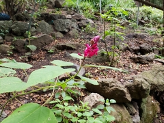 Salvia chiapensis