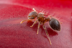 Meranoplus bicolor