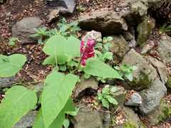 Salvia chiapensis