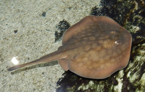 Haller's Round Ray, photo 5 of 10