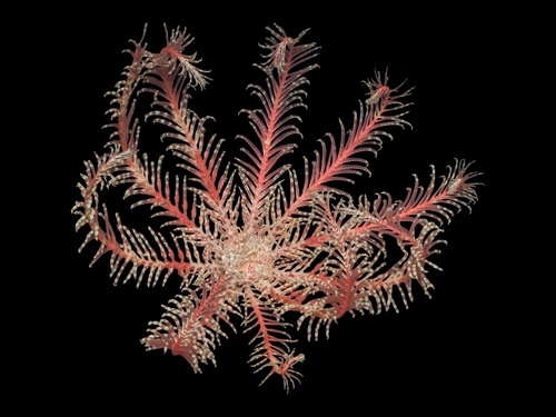 Photo of Rosy feather star (Antedon bifida)