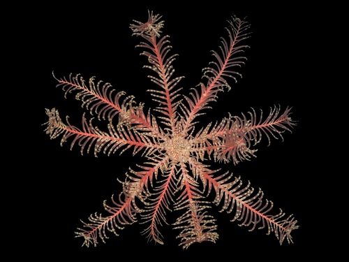 Photo of Rosy feather star (Antedon bifida)