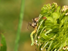 Oxyopes amoenus