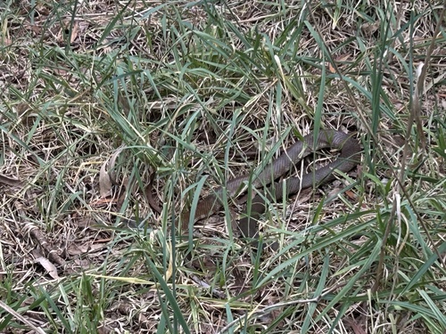 Tiger Snake sighting