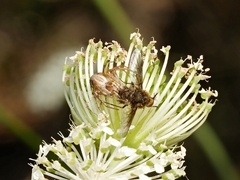 Oxyopes amoenus