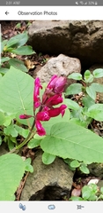 Salvia chiapensis