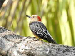 Melanerpes aurifrons