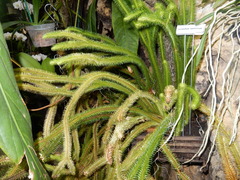 Phlegmariurus squarrosus