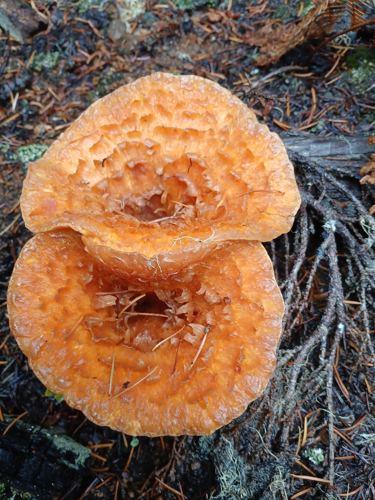 Turbinellus floccosus · November 2025 · photo: © lance30586 (iNaturalist, cc-by)