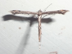 Amblyptilia