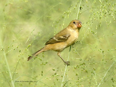 Sporophila morelleti