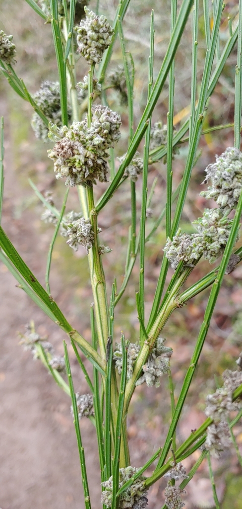 Broom Gall Mite