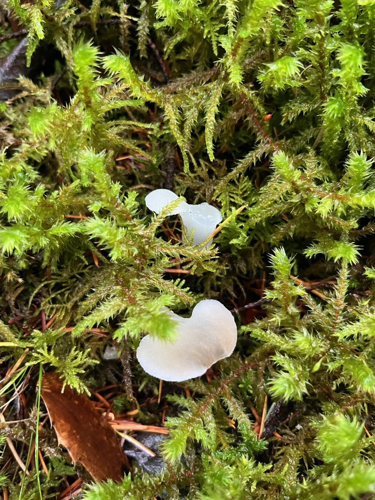 Pseudohydnum gelatinosum · November 2025 · photo: © enspring (iNaturalist, cc0)