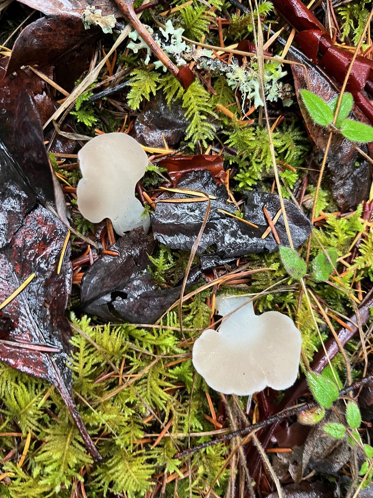 Pseudohydnum gelatinosum · November 2025 · photo: © enspring (iNaturalist, cc0)