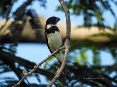 Sporophila morelleti