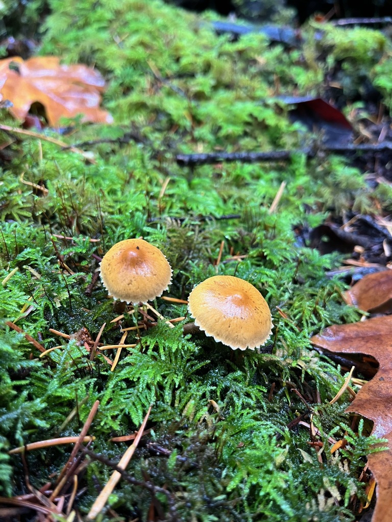Cystoderma sp. 'amianthinum-PNW03' · November 2025 · photo: © enspring (iNaturalist, cc0)